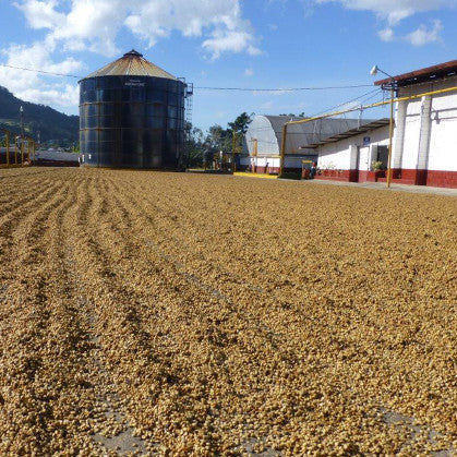 Costa Rica Tarrazú San Diego Mills Honey - Medium
