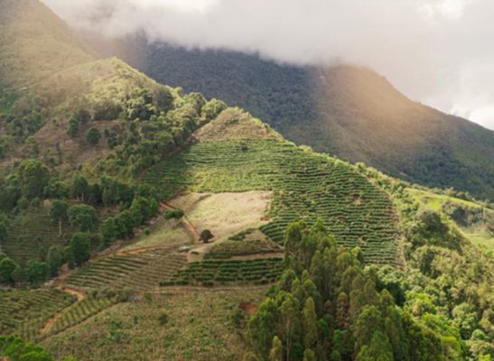 Peru Junin Chanchamayu - Medium