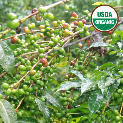 Peru Bosques de Neblina Organic - Dark