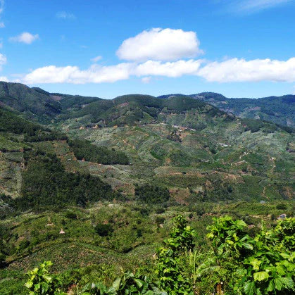 Chiapas Sunrise Blend - Dark Roast