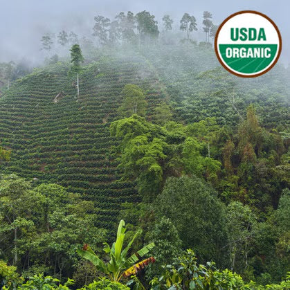 Peruvian Jaen Organic - Medium