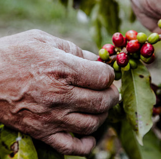 Colombia Antioquia – Decaf - Medium Roast