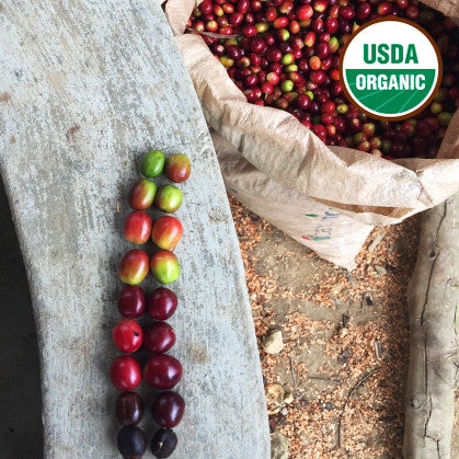 Peru Minca Organic - Dark