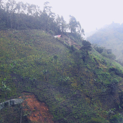 Colombia Valle del Cauca - Decaf - Medium